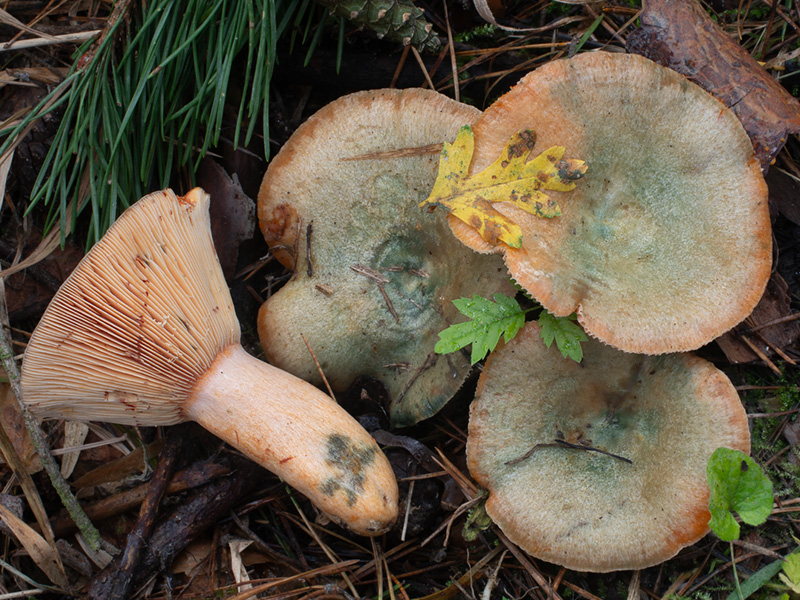 Lactarius semisanguifluus